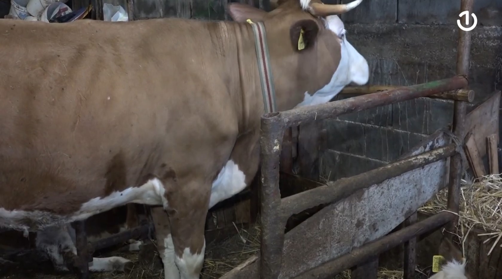 Kako je biti mljekar u SBK: 'Ponekad mislim, trebalo bi prodat' i kupit' diplomu'